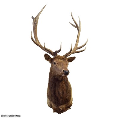 Idaho 6 x 6 Elk Mount