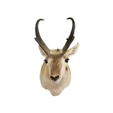 Trophy Antelope Mount - 2 of 3