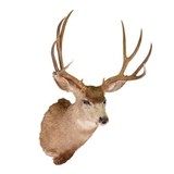 Idaho Mule Deer - 2 of 3
