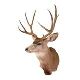 Idaho Mule Deer - 3 of 3
