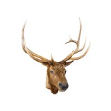 Roosevelt Elk Mount - 3 of 5