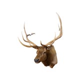 Roosevelt Elk Mount - 2 of 5