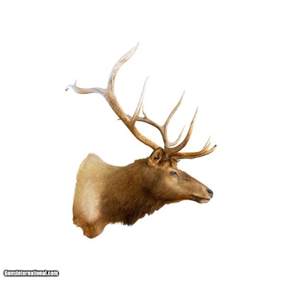 Roosevelt Elk Mount