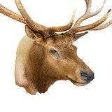 Roosevelt Elk Mount - 4 of 5