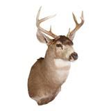 Alaska 4 x 4 Blacktail Mount - 2 of 3