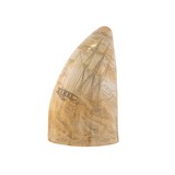 Whale Tooth - 1 of 3