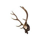 Red Stag Trophy Mount - 2 of 2