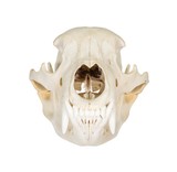 Idaho Black Bear Skull - 2 of 5