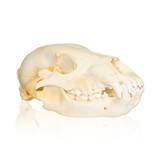 Mountain Grizzly Skull