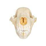 Mountain Grizzly Skull - 3 of 5