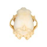 Mountain Grizzly Skull - 4 of 5