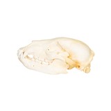 Mountain Grizzly Skull - 2 of 5