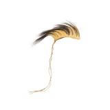 Northern Plains Roach - 2 of 5