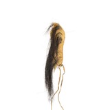 Northern Plains Roach - 4 of 5