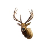 6x6 Elk Shoulder Mount - 2 of 5