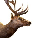 6x6 Elk Shoulder Mount - 3 of 5