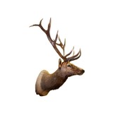 6x6 Elk Shoulder Mount - 1 of 5