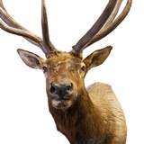 6x6 Elk Shoulder Mount - 4 of 5