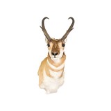 Antelope Buck Mount - 2 of 5