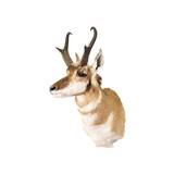Antelope Buck Mount - 1 of 5