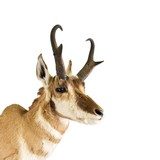 Antelope Buck Mount - 4 of 5