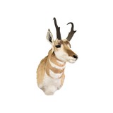 Antelope Buck Mount - 3 of 5