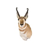 Antelope Buck Mount - 2 of 5