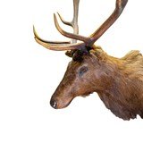 Roosevelt Elk Mount - 3 of 5