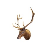 Roosevelt Elk Mount - 2 of 5