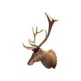 Roosevelt Elk Mount - 1 of 5