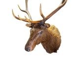 Roosevelt Elk Mount - 4 of 5