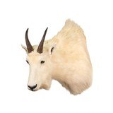 Rocky Mountain Goat - 1 of 5