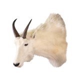 Rocky Mountain Goat - 1 of 4