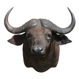 Zimbabwe Cape Buffalo Mount - 3 of 4