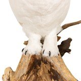"Snowy Owl" Mount - 5 of 6