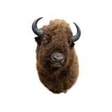 Buffalo Herd Bull - 2 of 6