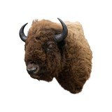 Buffalo Herd Bull - 1 of 6