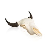 Buffalo Skull - 1 of 5