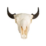 Buffalo Skull - 2 of 5