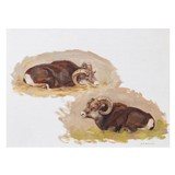 Bighorn Studies by Pat F. Wright - 1 of 4