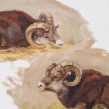 Bighorn Studies by Pat F. Wright - 3 of 4