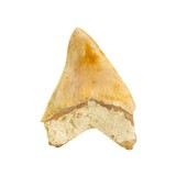 Megalodon Shark Tooth - 2 of 3