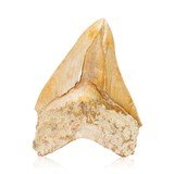 Megalodon Shark Tooth - 1 of 3