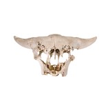 Buffalo Skull from Jump Site - 1 of 2