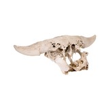 Buffalo Skull from Jump Site - 2 of 2