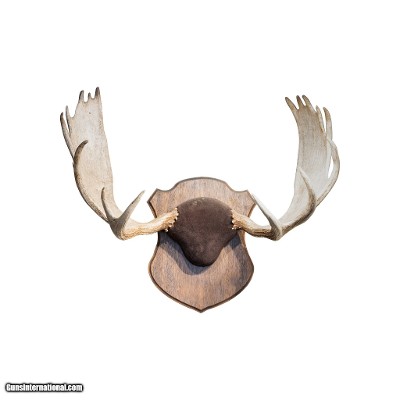 Shiras Moose Antler Sheds