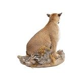 Sitting Cougar Taxidermy Mount - 3 of 5