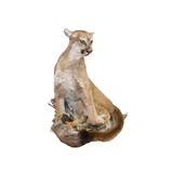 Sitting Cougar Taxidermy Mount - 2 of 5