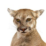Sitting Cougar Taxidermy Mount - 4 of 5