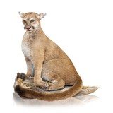 Sitting Cougar Taxidermy Mount - 1 of 5